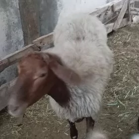 owec erkec geci tokly