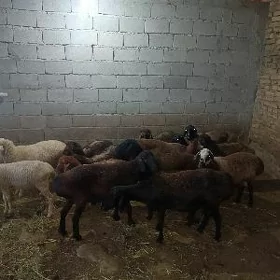 gisar goyun bogaz