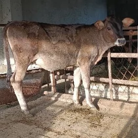 şwes tohum tuwe