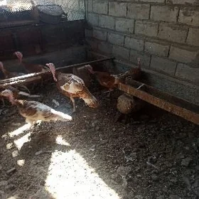 ördekler