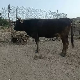 tüwe  öküz
