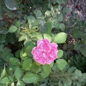 roza bagul роза