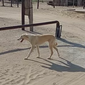 tazi