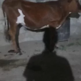 Tuve