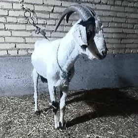 1 yaşy geçen teke
