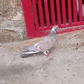 Kepderi