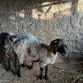 Işşek