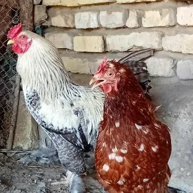 Guzlayjy Towyk we Broy Horaz