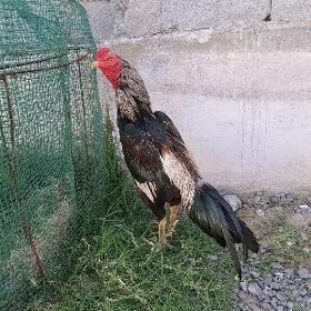 Taşkent