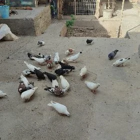 kepderi