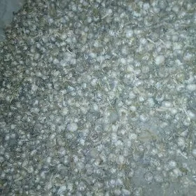 Cisnok Sarycak
