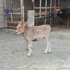 goleli sygyr