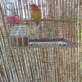 pabugay nerazlucnik