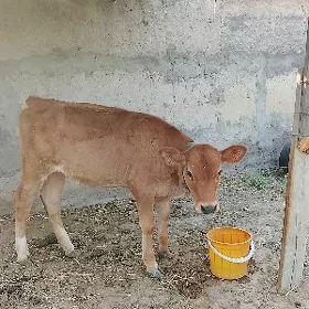 tüwe