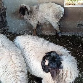 goýun