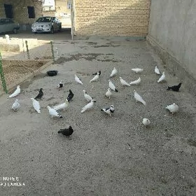 kepderi