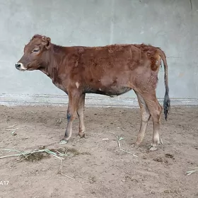 gulajyn
