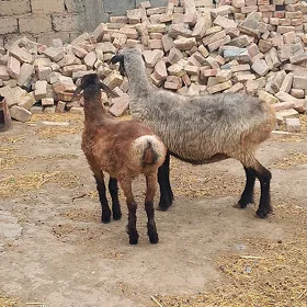 Guzyly goÿyn
