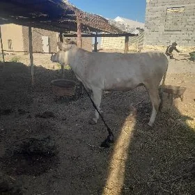 şwes bogoz