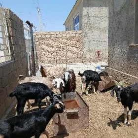 geci