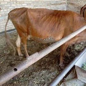 Saglyk sygyr