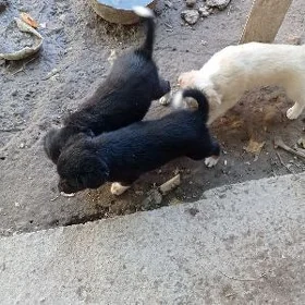 kuçuk caga mugt paylayan