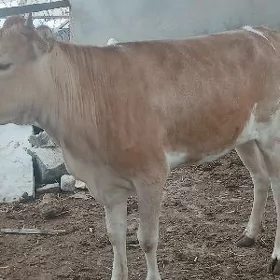 гачар
