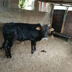 sygyr okuz