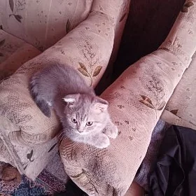 шотландский вислоухий