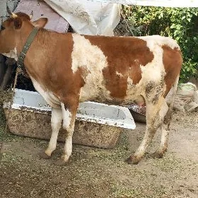 Simentalgibrt bogaz