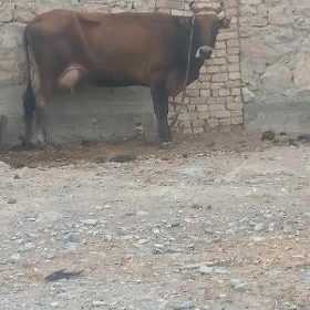 sygyr