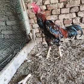 horaz