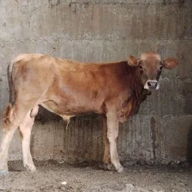 Arassa şwes öküz