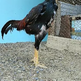 Horoz