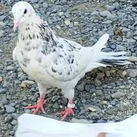kepderi