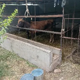 tüwe öküz Sygyr