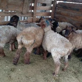 tokly işek