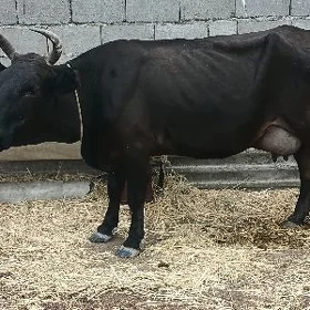 3 goleli sygyr
