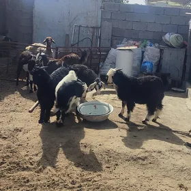 çewiş