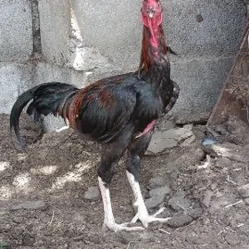 horaz