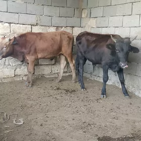 2 öküz