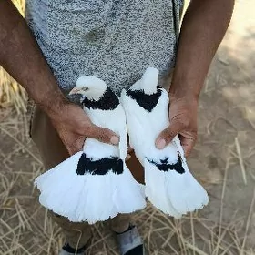 kepderi