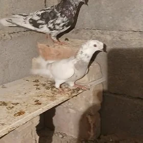 kepderi