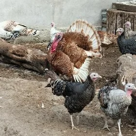induk ba juje hem ba