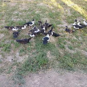 İndigutga ördek