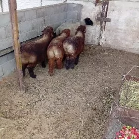 tokly berre gurotjo