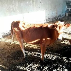 gole gulajyn