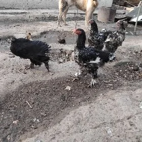 mramirni brama