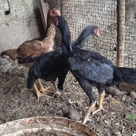 taşgent