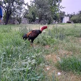 Taşkent Horaz Mäki